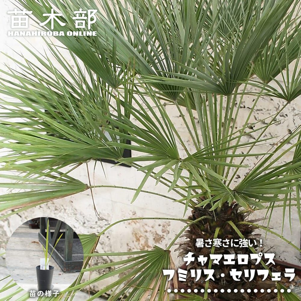 楽天市場】ヤシの木 【ココヤシ】 7号鉢植え : 苗木部 by 花ひろば 