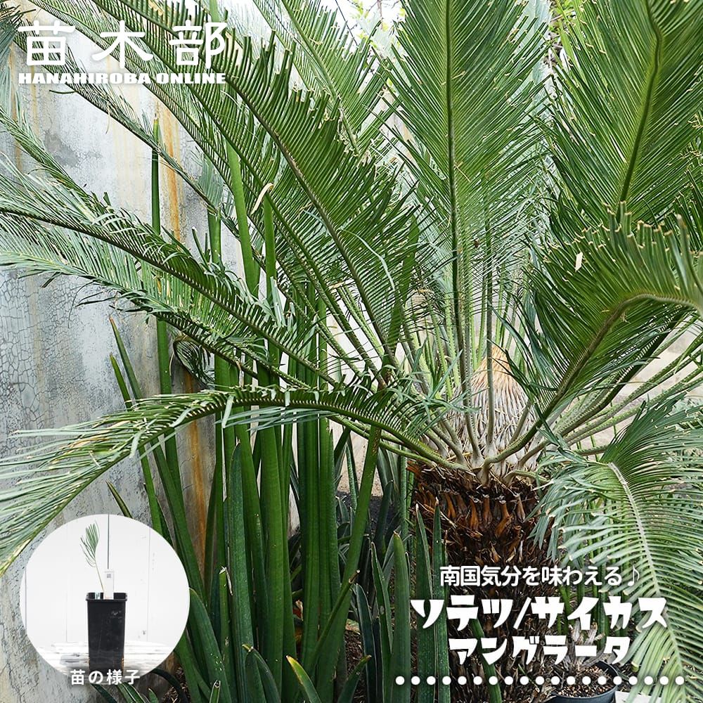 御気に入りの薔薇の見つけ方
