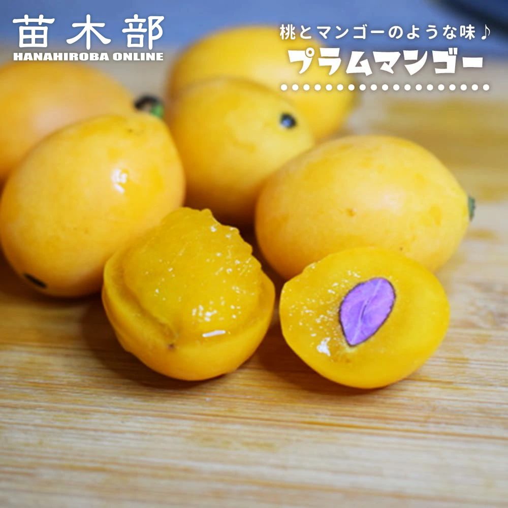 【プラムマンゴー】 3号ポット苗