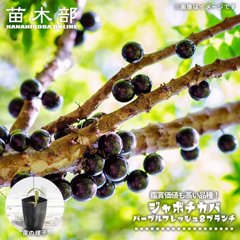 楽天市場】四季成り ジャボチカバ 実生 ポット苗 沖縄県産 : 苗木部