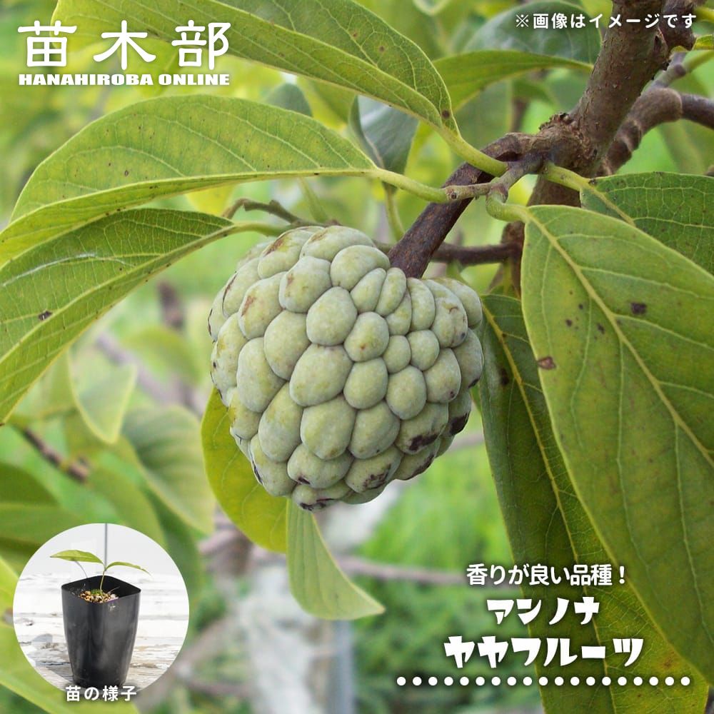 アンノナ 【ヤヤフルーツ】 2号ポット苗 実生｜苗木部 ｂｙ 花ひろばオンライン 28,708円