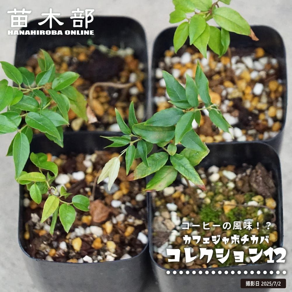 楽天市場】ジャボチカバ 【ブラックハイブリッド】 2号ポット苗 実生