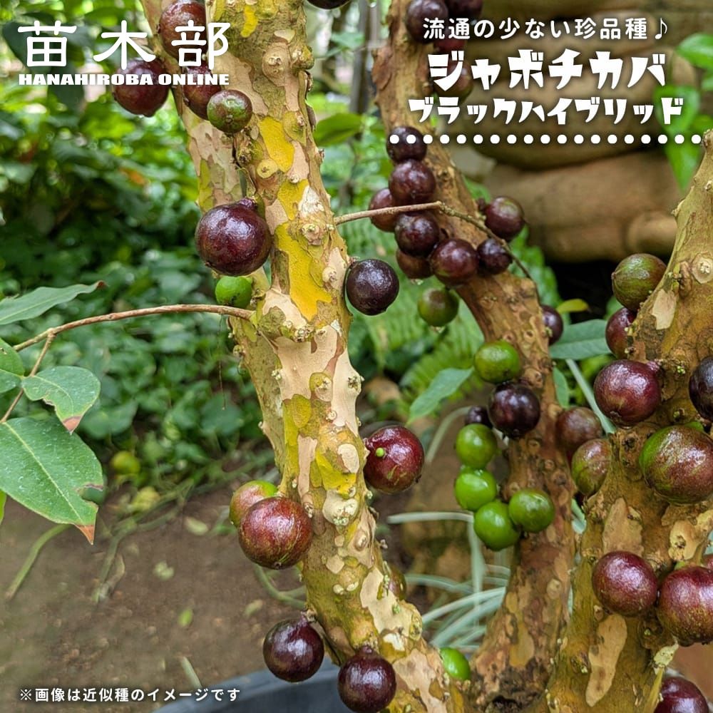 楽天市場】四季成り ジャボチカバ 実生 ポット苗 沖縄県産 : 苗木部