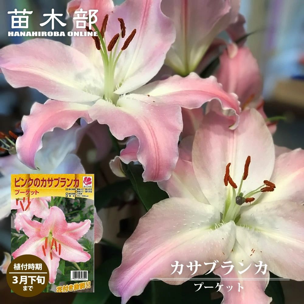 楽天市場】【スイレン咲きオリエンタル百合】 球根 （1球入