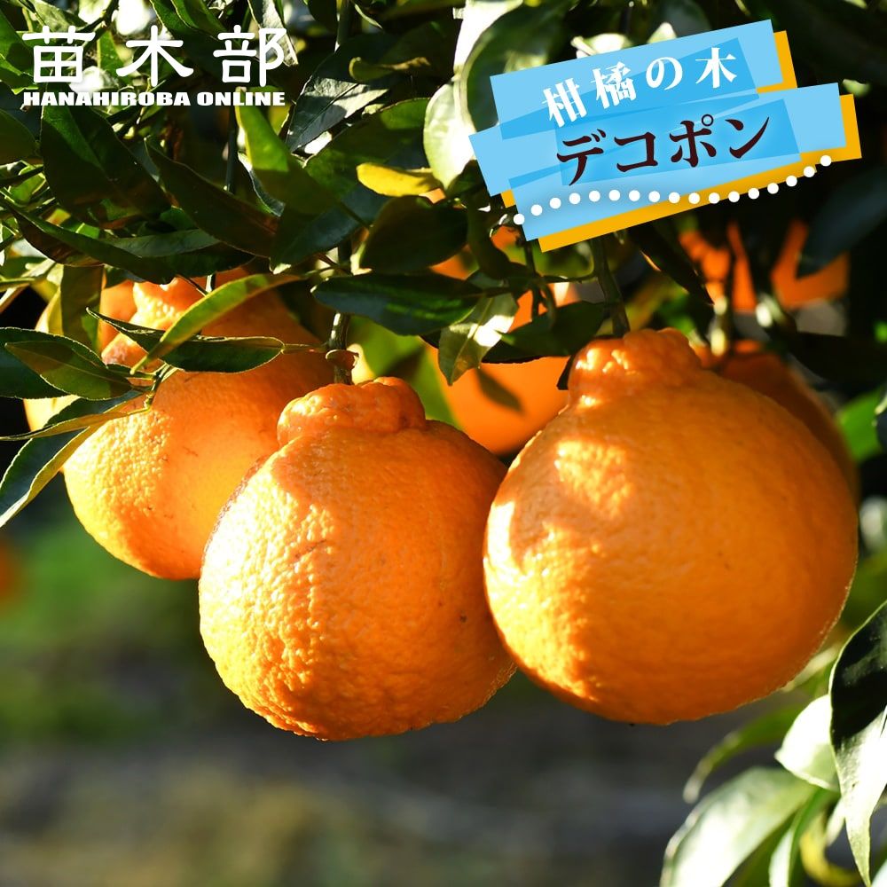 柑橘　果樹苗　ゴールデンオレンジ　黄金柑　苗木 楽天市場】◇送料無料◇ オレンジ 苗木 【黄金柑 （おうごんかん