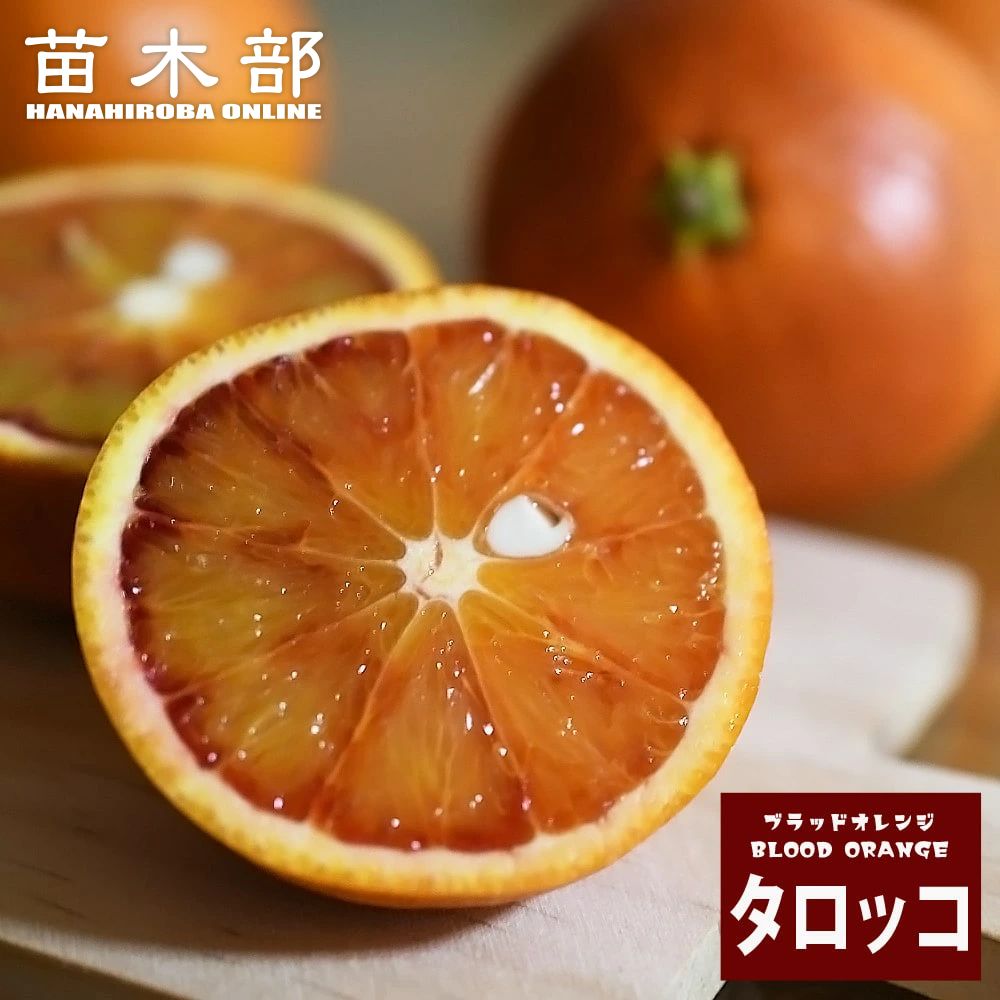 4年生　ブラッドオレンジ接木苗／タロッコ　樹高110cm 現品のお届け zatsu027_01-logo.jpg