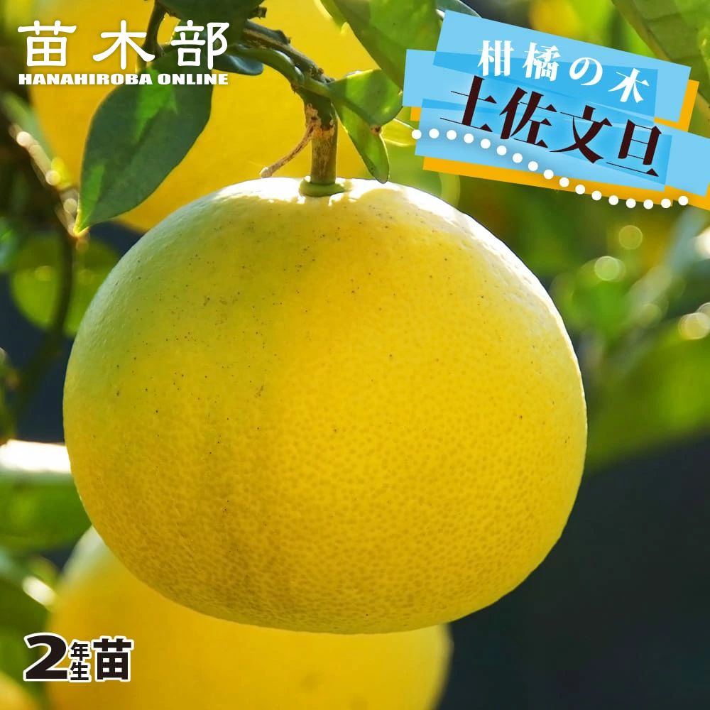 ナー8281土佐文旦 ナー8281土佐文旦 2025年・今季終了】土佐文旦【約10キロ・ごく