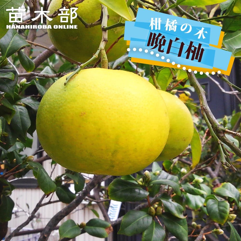 バンペイユ様 zatsu031-01-logo.jpg