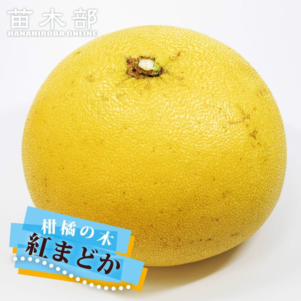 サワーポメロ 3年生 接木苗木 約100cm サワーポメロ【柑橘の女王】3