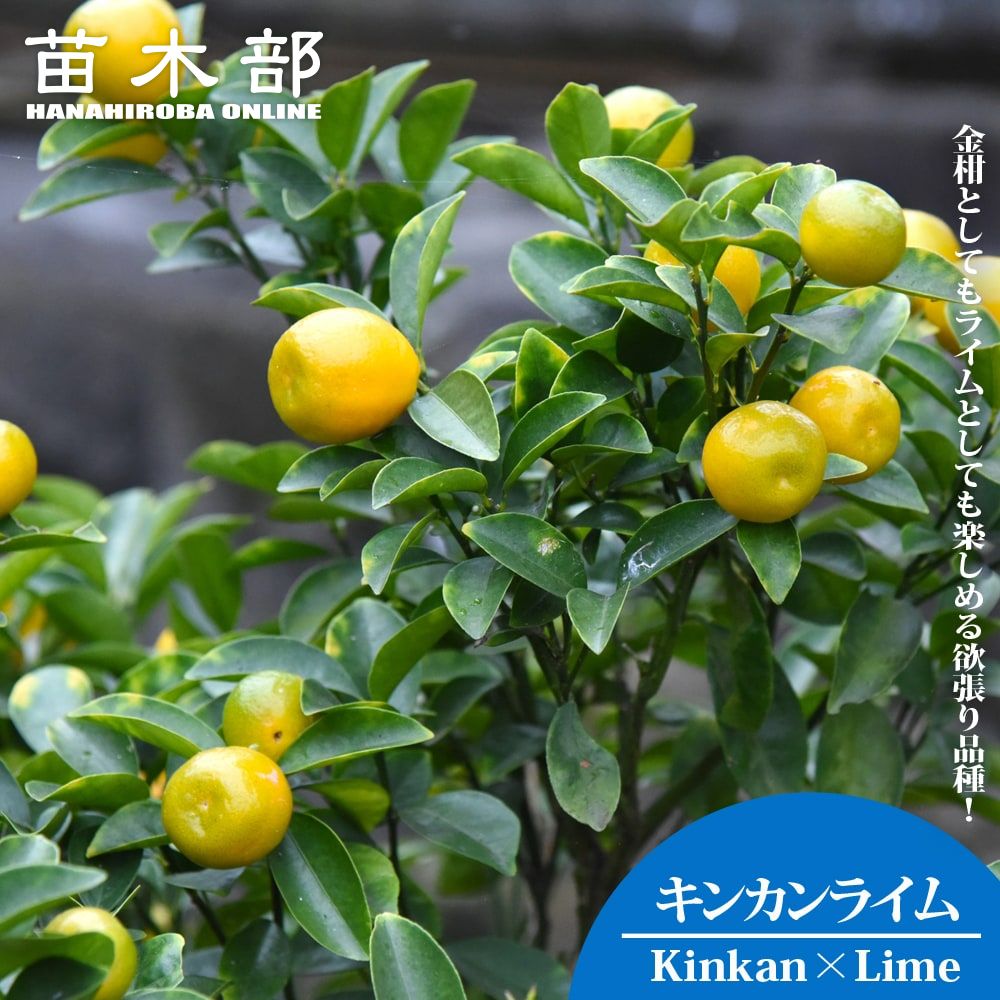 4年生　果実つき　キンカンライム接木苗／ハイブリッドライム　樹高90cm zatsu061_01-logo.jpg