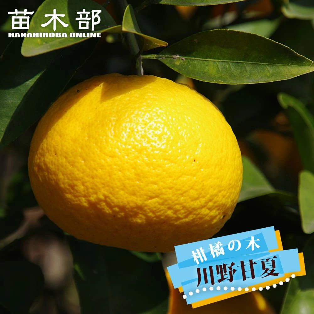 【川野甘夏】 3年生接木苗 なつみかん