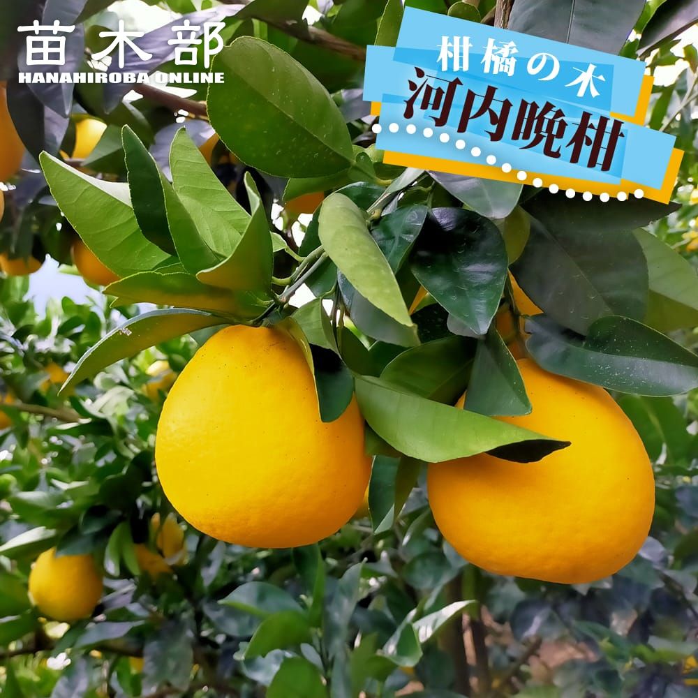 河内晩柑パール柑蜜柑苗木♪　レモンの横に♪　直ぐ売れます。　コメント下さい 楽天市場】【河内晩柑】 2年生接木苗 : 苗木部 by 花ひろばオンライン