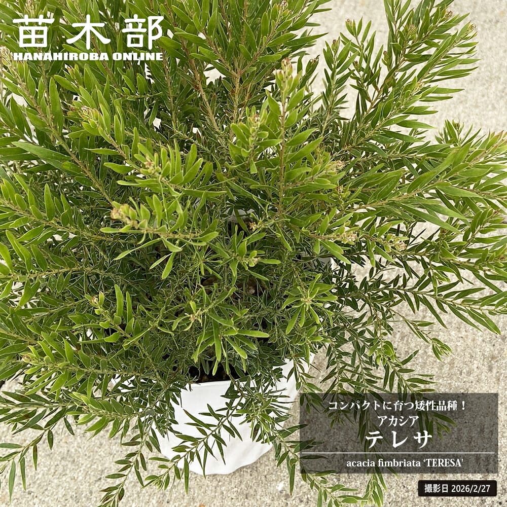 楽天市場】バンクシア・ヘアピン （スピヌロサ） 5号ポット苗 : 苗木部