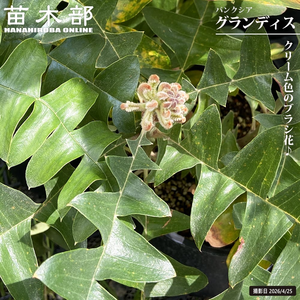 御気に入りの薔薇の見つけ方