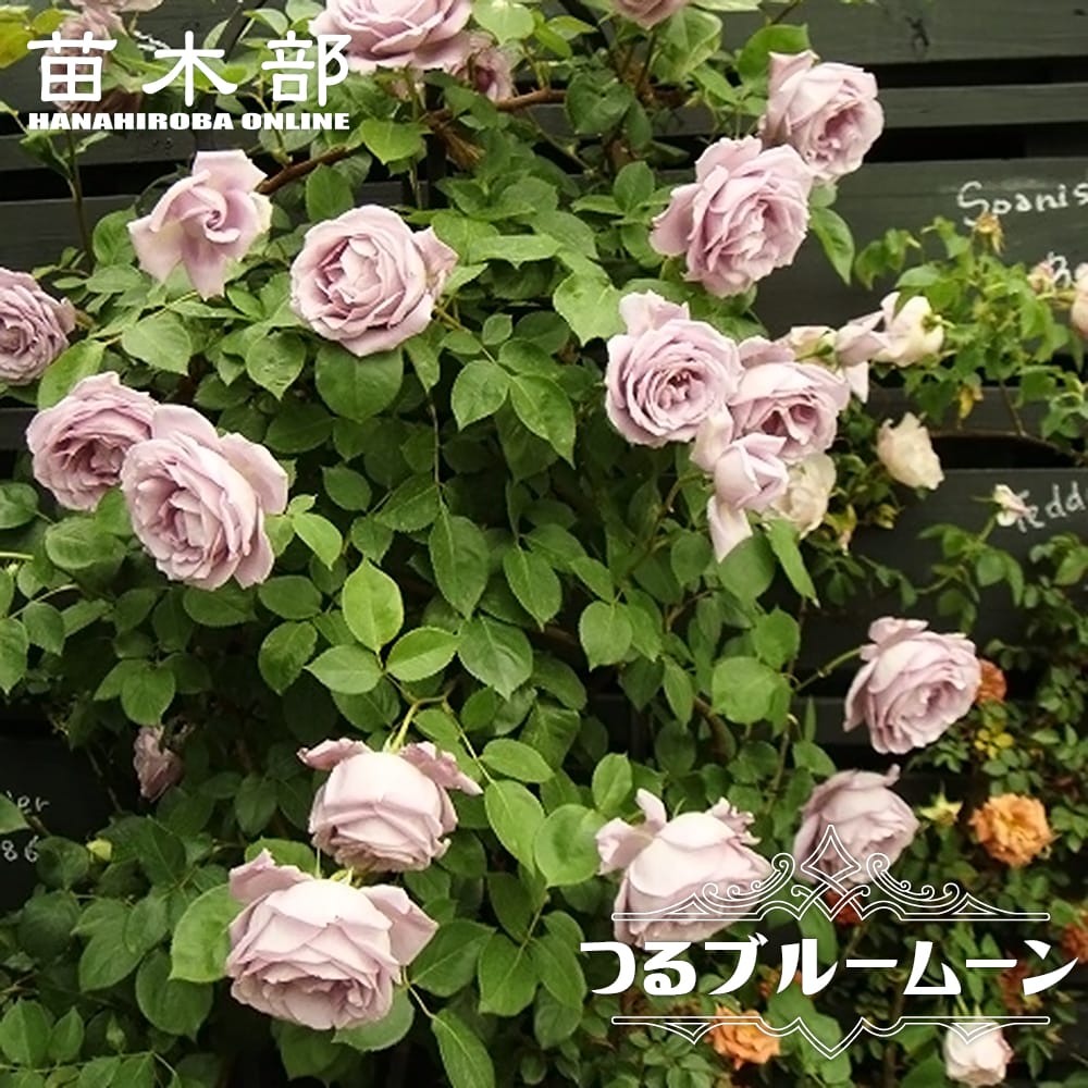 楽天市場】【バラ苗】 つるリトルアーチスト 大苗 つるバラ 四季咲き