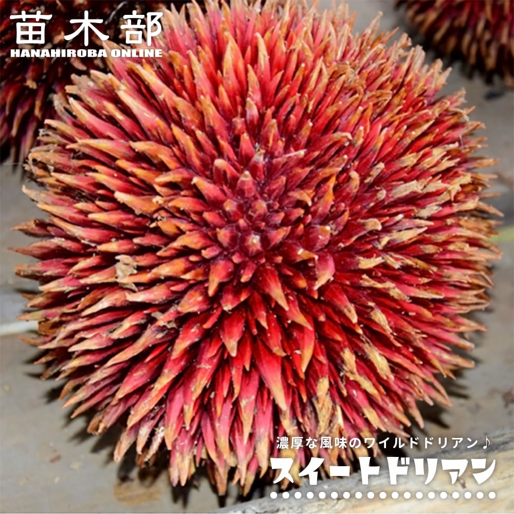 ドリアン 【スイートドリアン】 Durio dulcis 実生 3号スリット鉢植え|苗木部 by 花ひろばオンライン