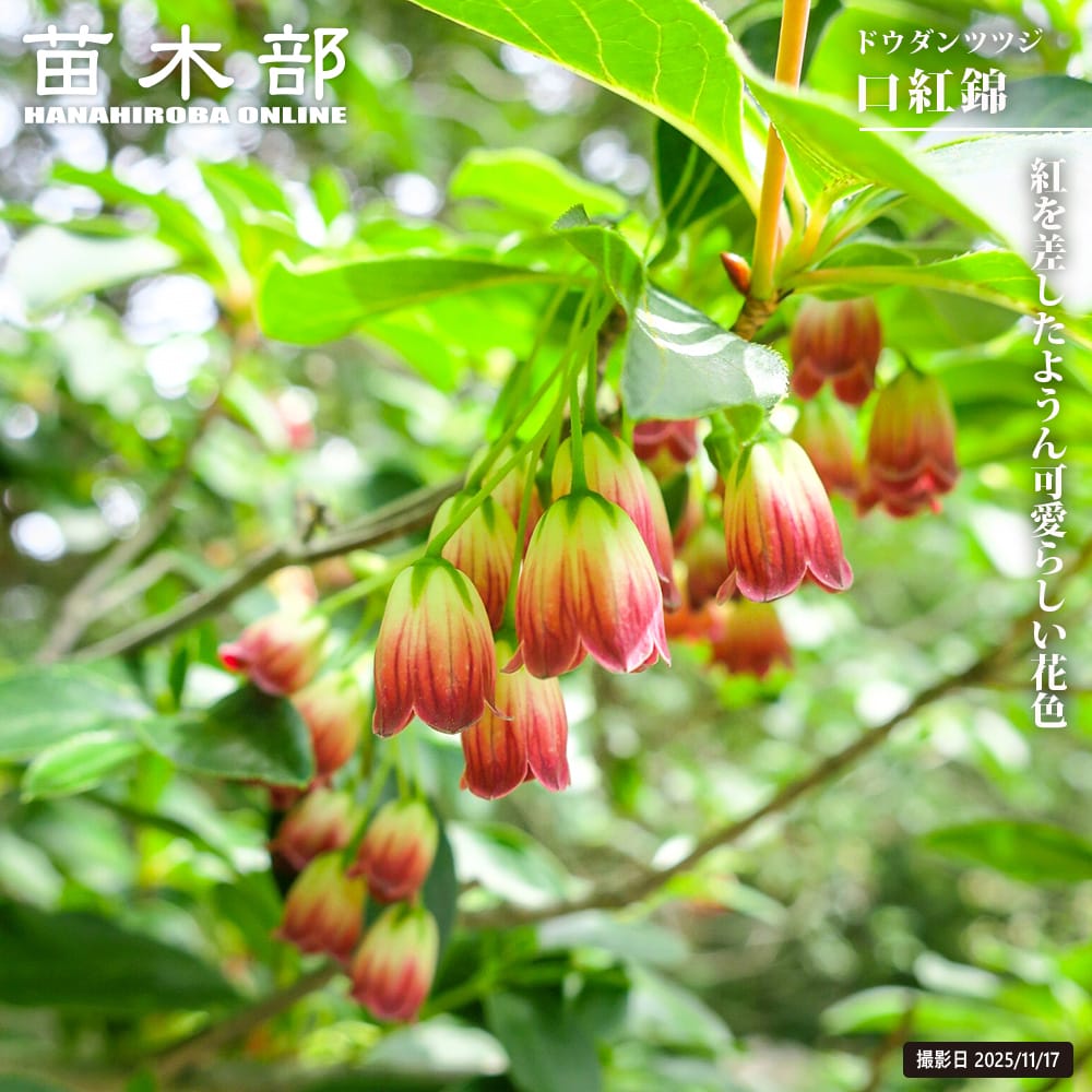 楽天市場】【ツルニンジン】 Sサイズ：3.5号ポット苗 : 苗木部 by 花