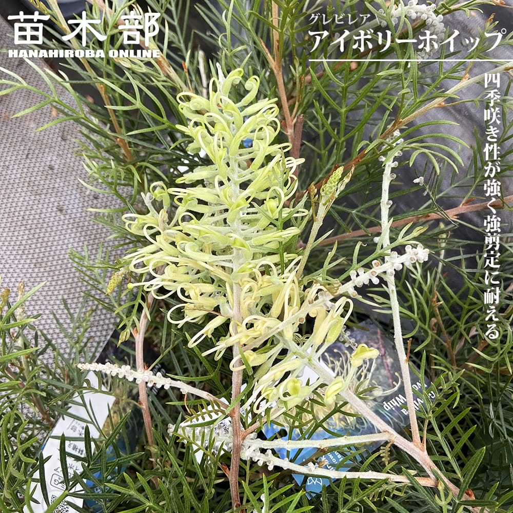 御気に入りの薔薇の見つけ方