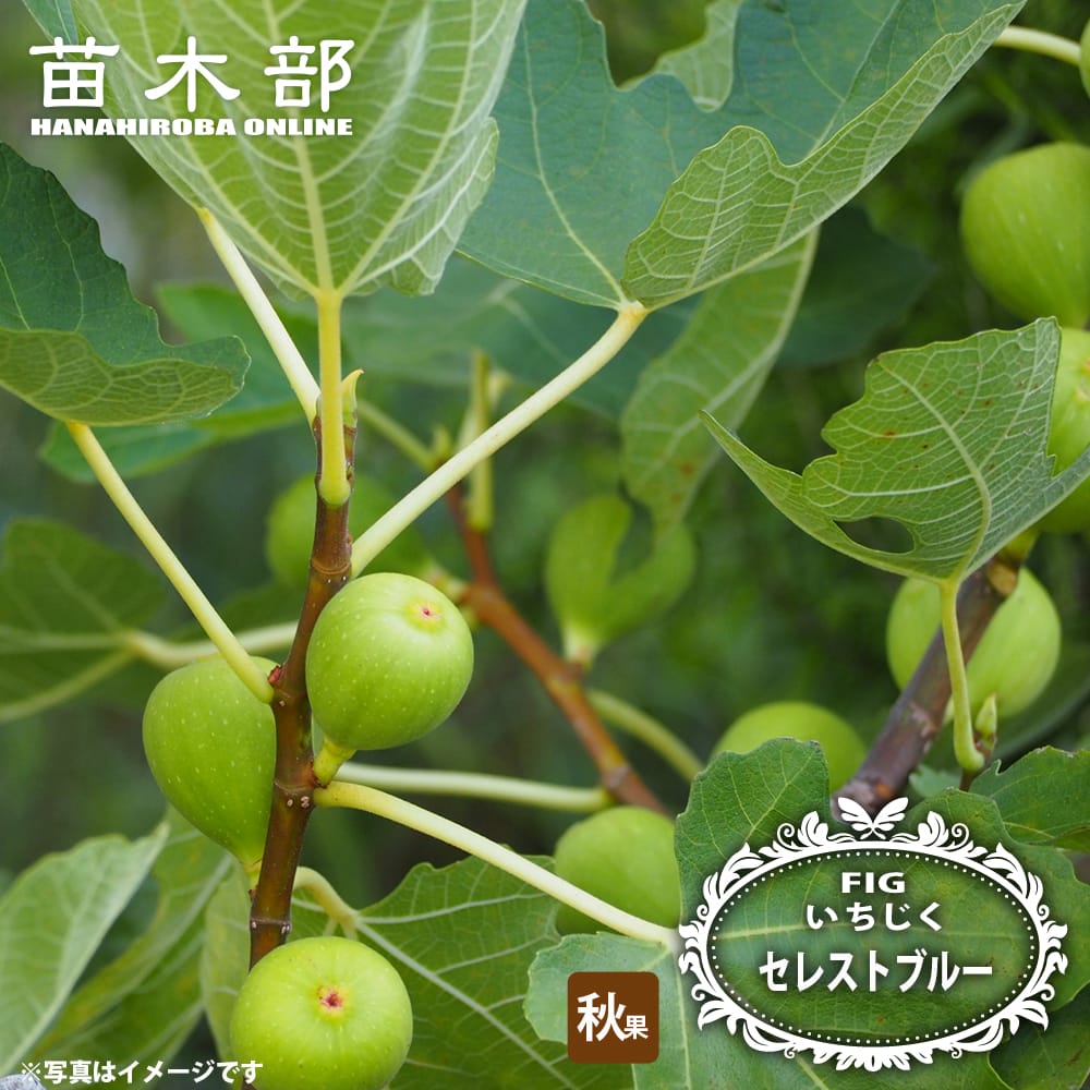 楽天市場】イチジク アーティナ 4号苗(J1) : 千草園芸