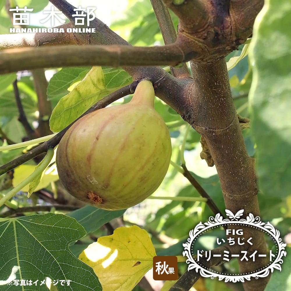 楽天市場】イチジク アーティナ 4号苗(J1) : 千草園芸