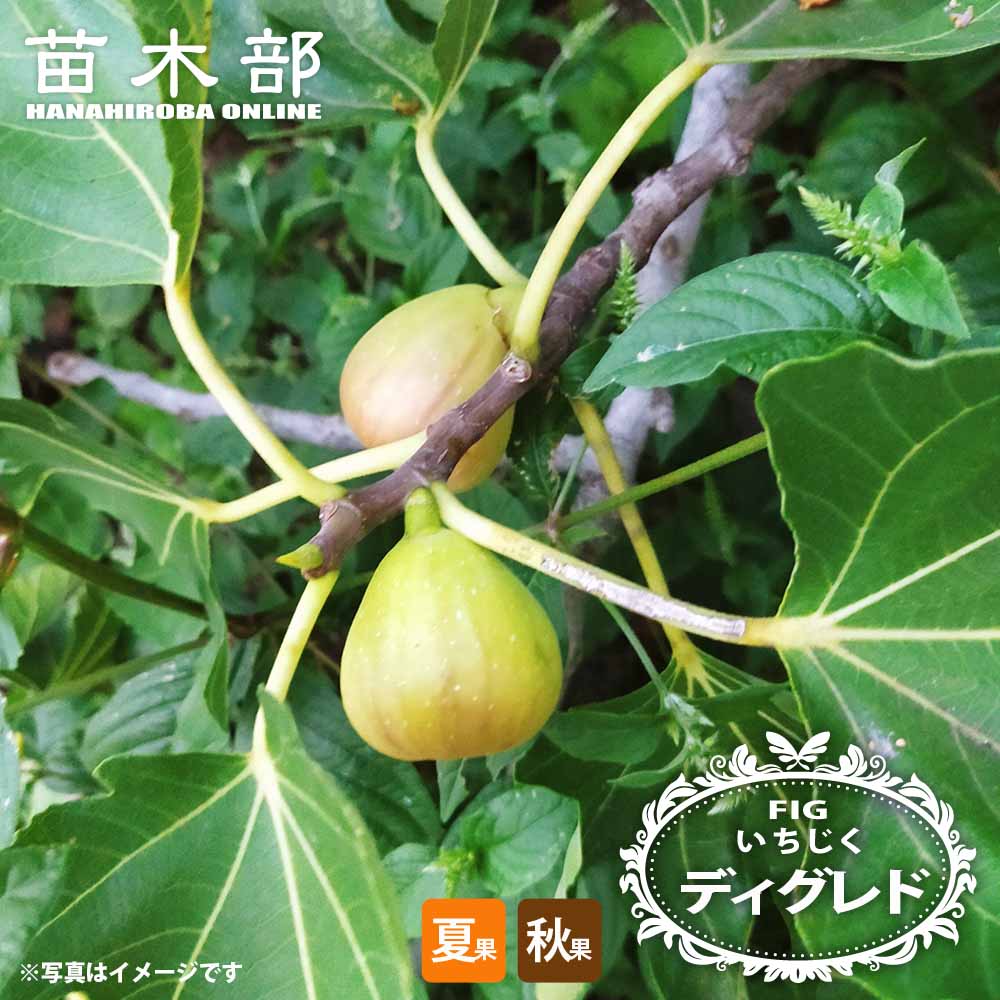 楽天市場】いちじく 【ゼブラスイート】 3年生大苗 1m苗 【産地で剪定