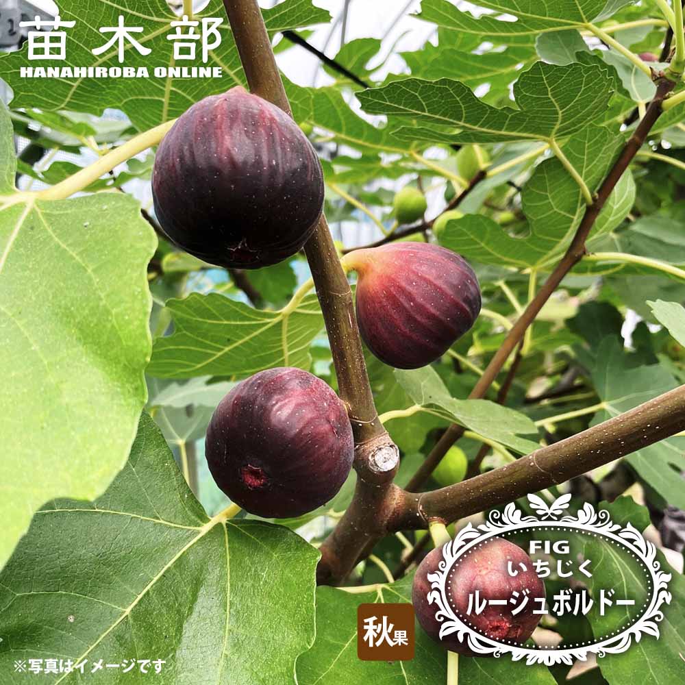 ぎょきん イチジク いちじく 穂木 苗 イチジク ザ・キング【果樹苗9cmポット／2個セット】｜ 【植物の