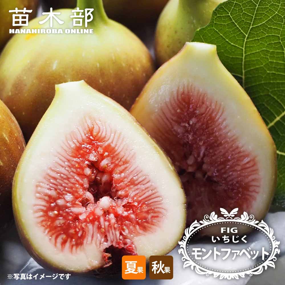 楽天市場】いちじく 【ブラウンターキー】 1年生苗 : 苗木部 by 花