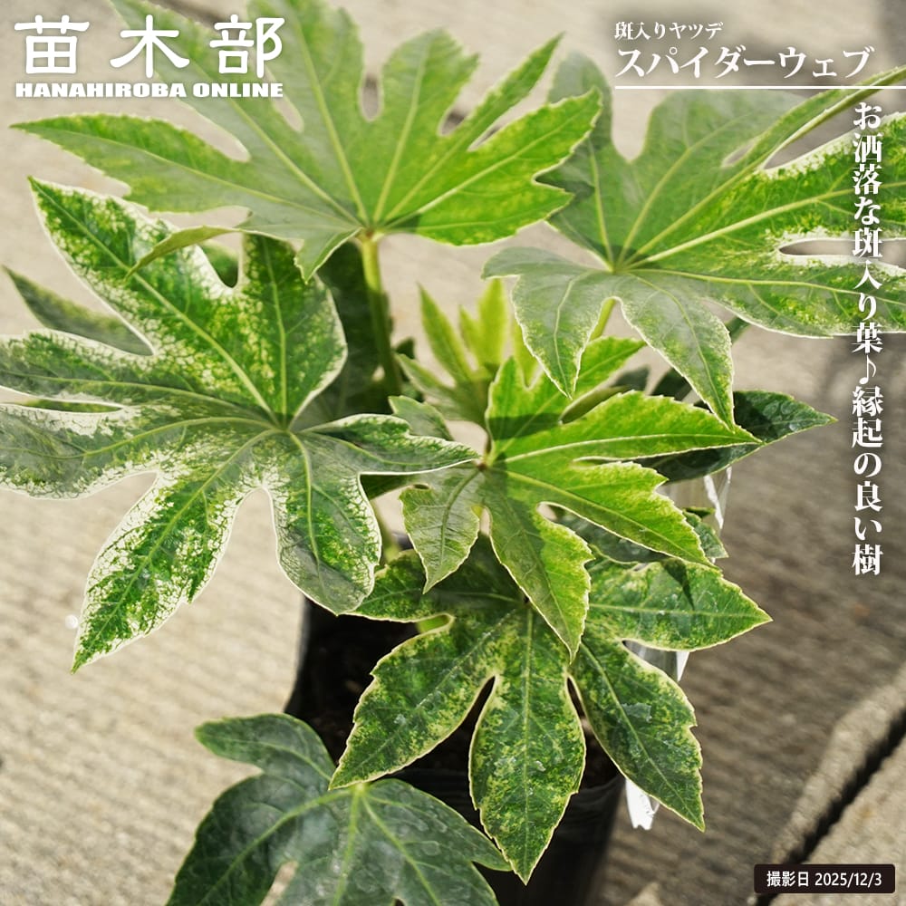 楽天市場】オモト 万年青 （斑入りじゃない万年青） 3.5号ポット苗