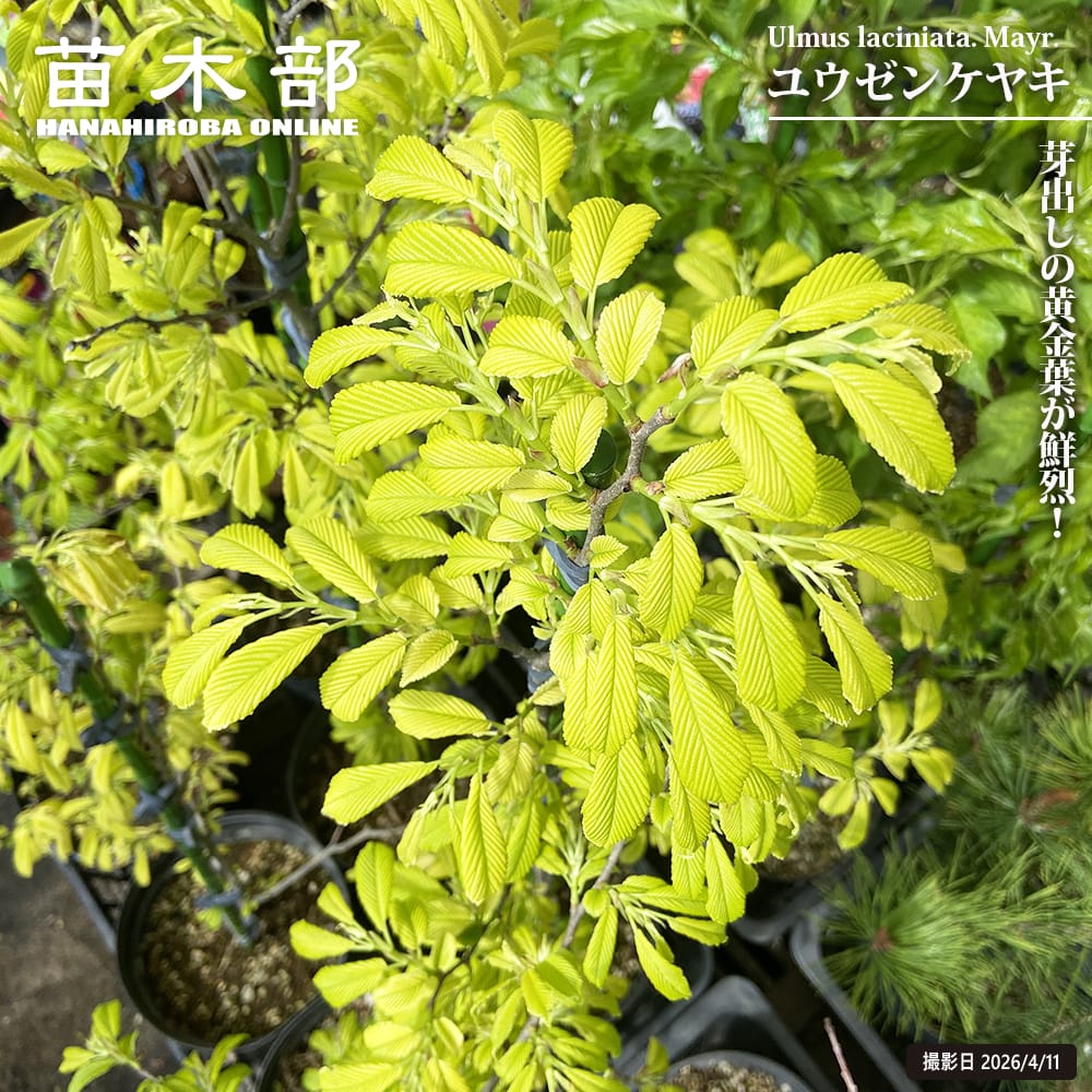 御気に入りの薔薇の見つけ方
