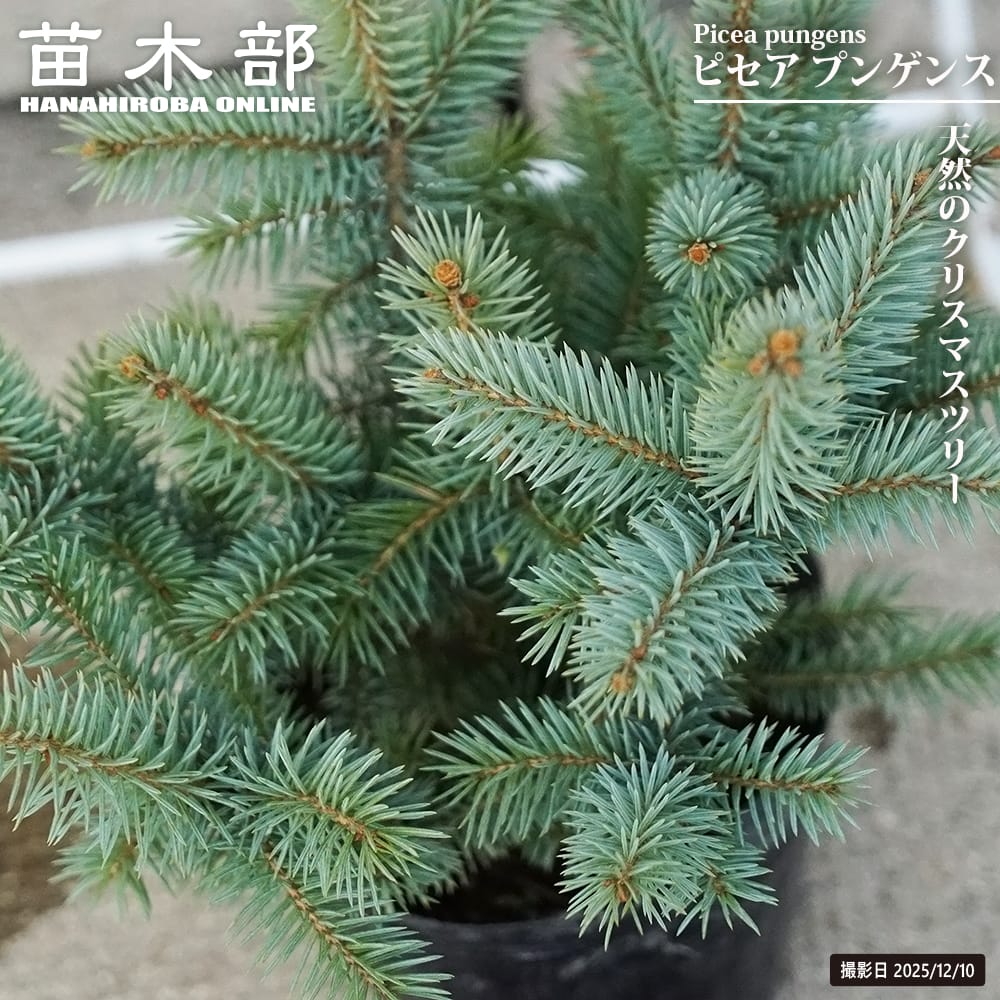 楽天市場】【送料無料】【現品】ピセア・プンゲンストーヒ エディス 03