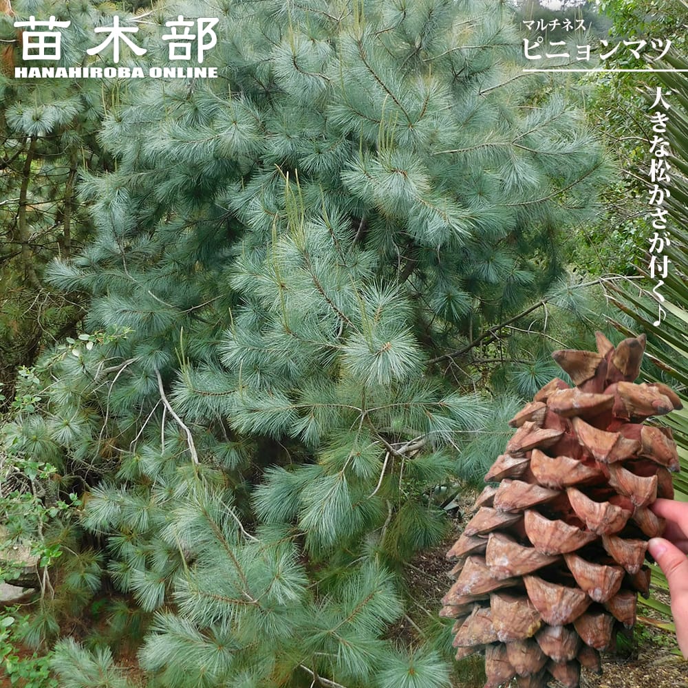 楽天市場】マルチネス ピニョンマツ 4号鉢植え : 苗木部 by 花ひろば