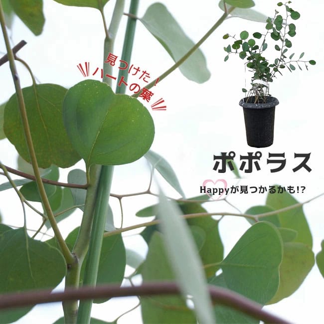 楽天市場】【ポポラス】ユーカリの木 角鉢植え : 苗木部 by 花ひろば