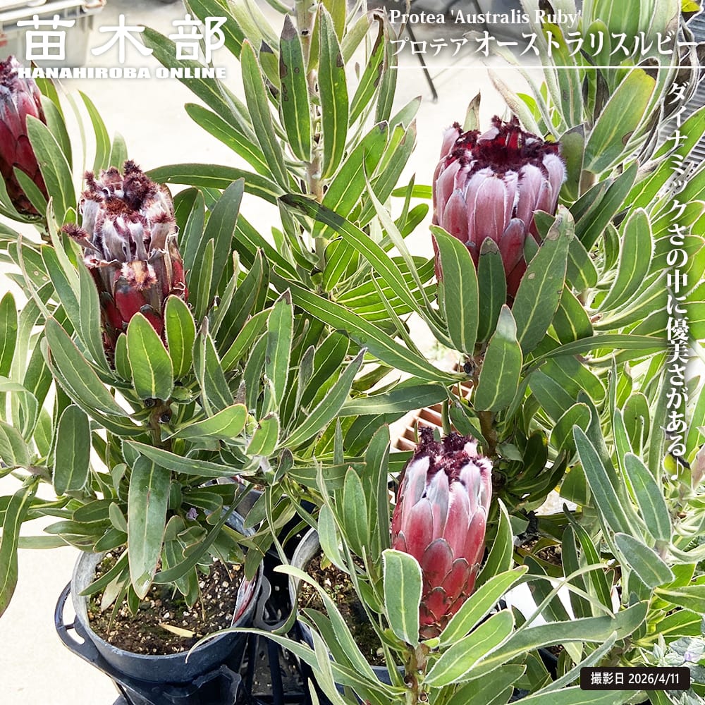 御気に入りの薔薇の見つけ方