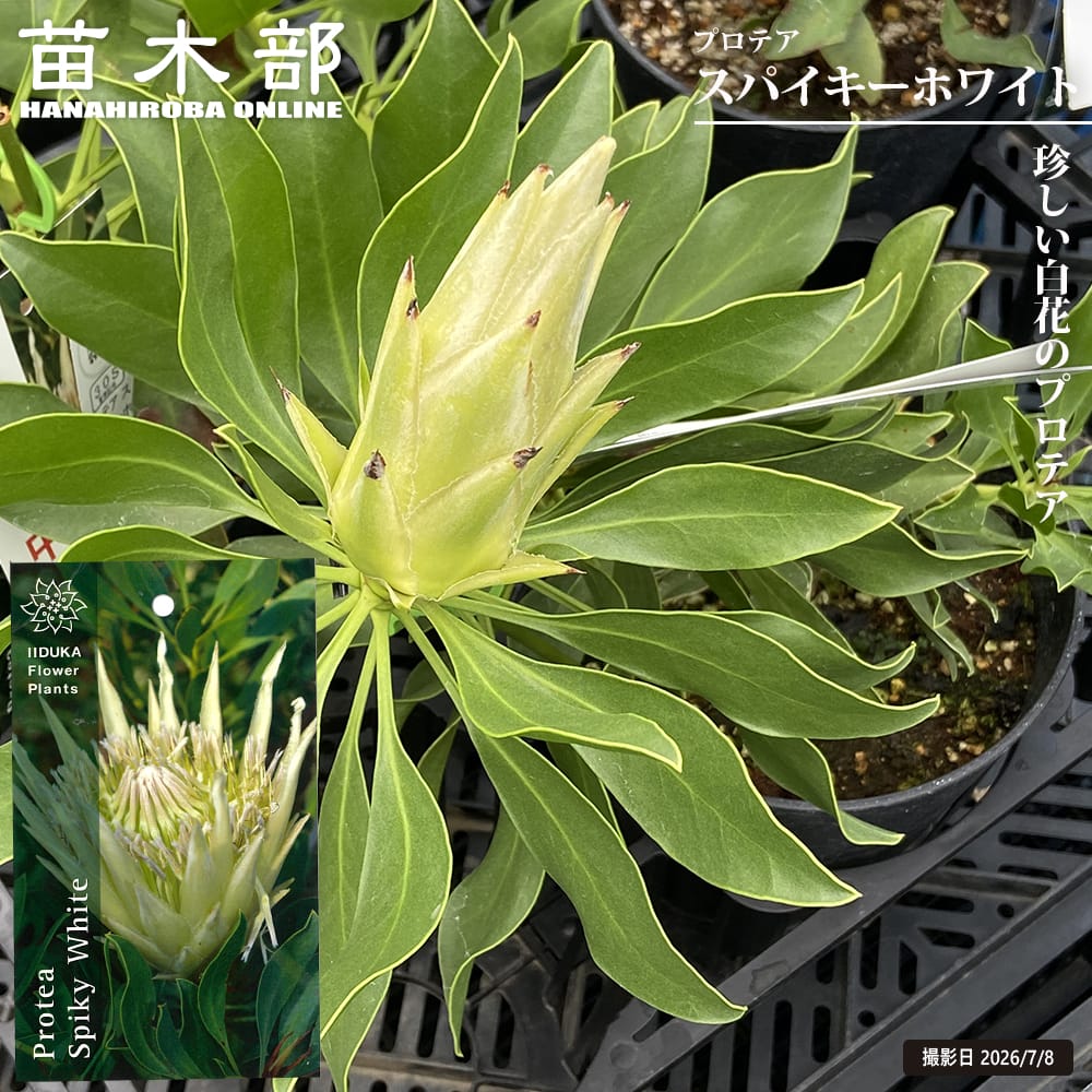 プロテア 【スパイキーホワイト】 5号鉢植え｜苗木部 ｂｙ 花ひろばオンライン