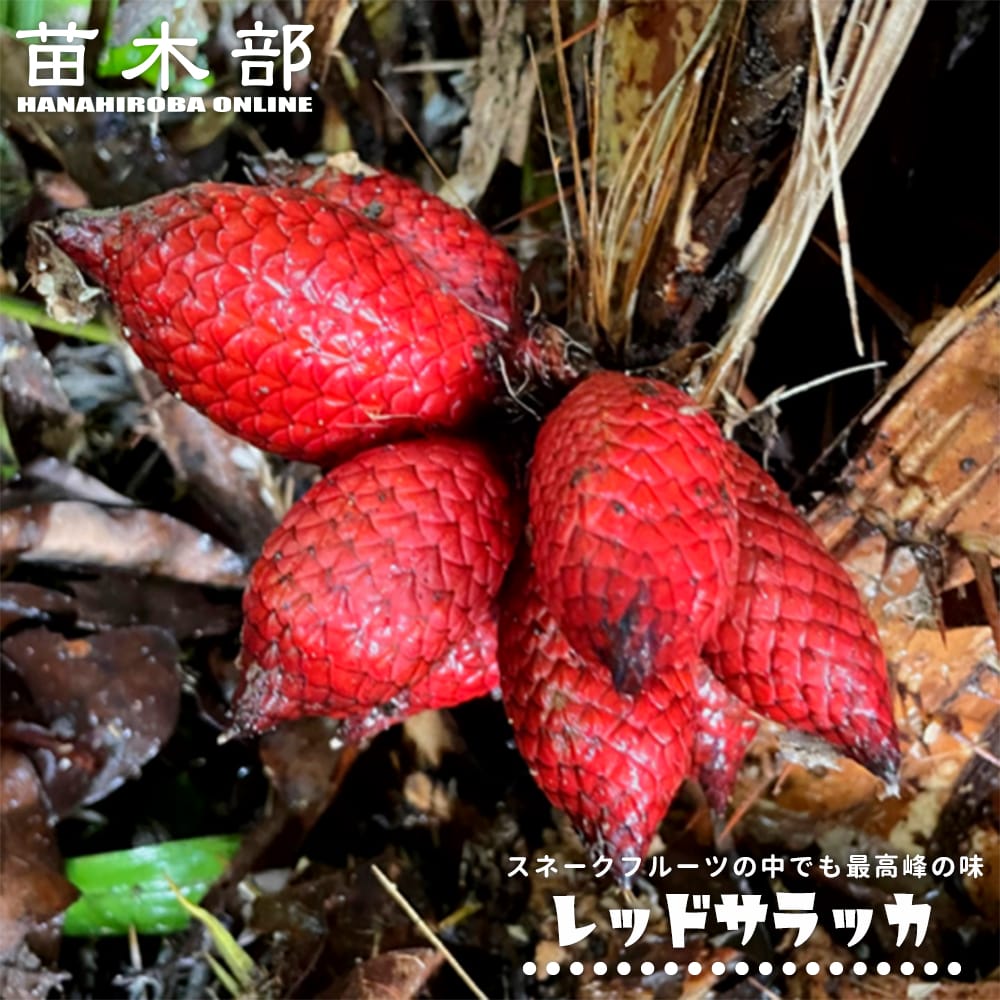 御気に入りの薔薇の見つけ方