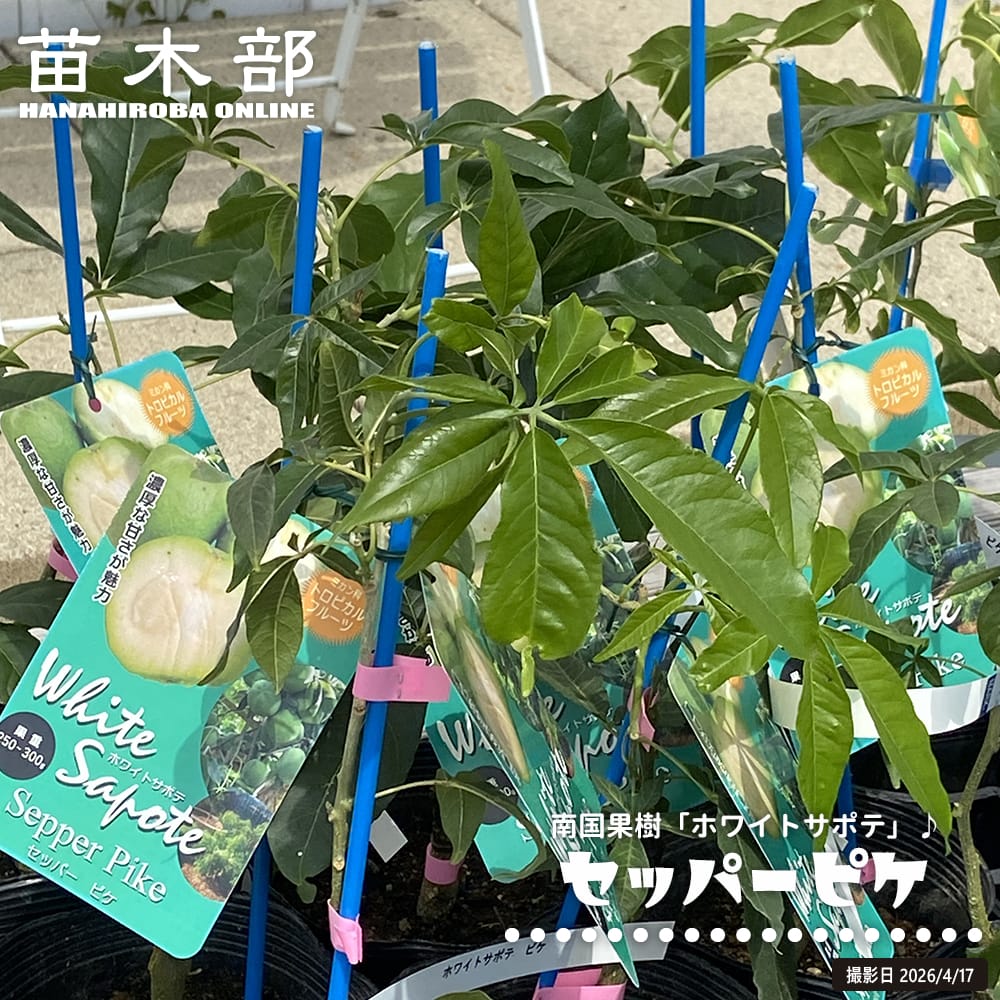 御気に入りの薔薇の見つけ方
