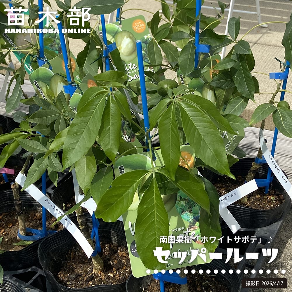 御気に入りの薔薇の見つけ方