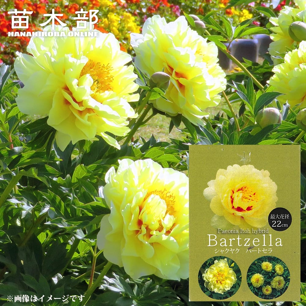 楽天市場】芍薬 【ムーンオブニッポン】 4号ポット苗 : 苗木部 by 花