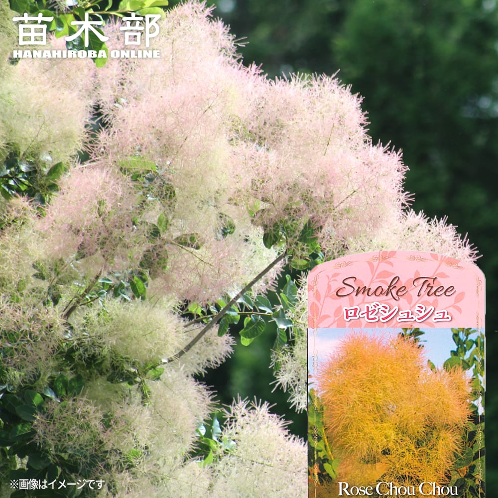 楽天市場】スモークツリー 【マロンシュシュ】 3号ポット苗 : 苗木部