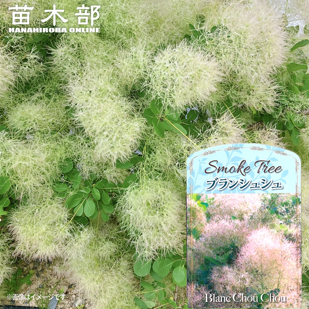 楽天市場】スモークツリー 【ホワイトボール】 7号鉢植え : 苗木部