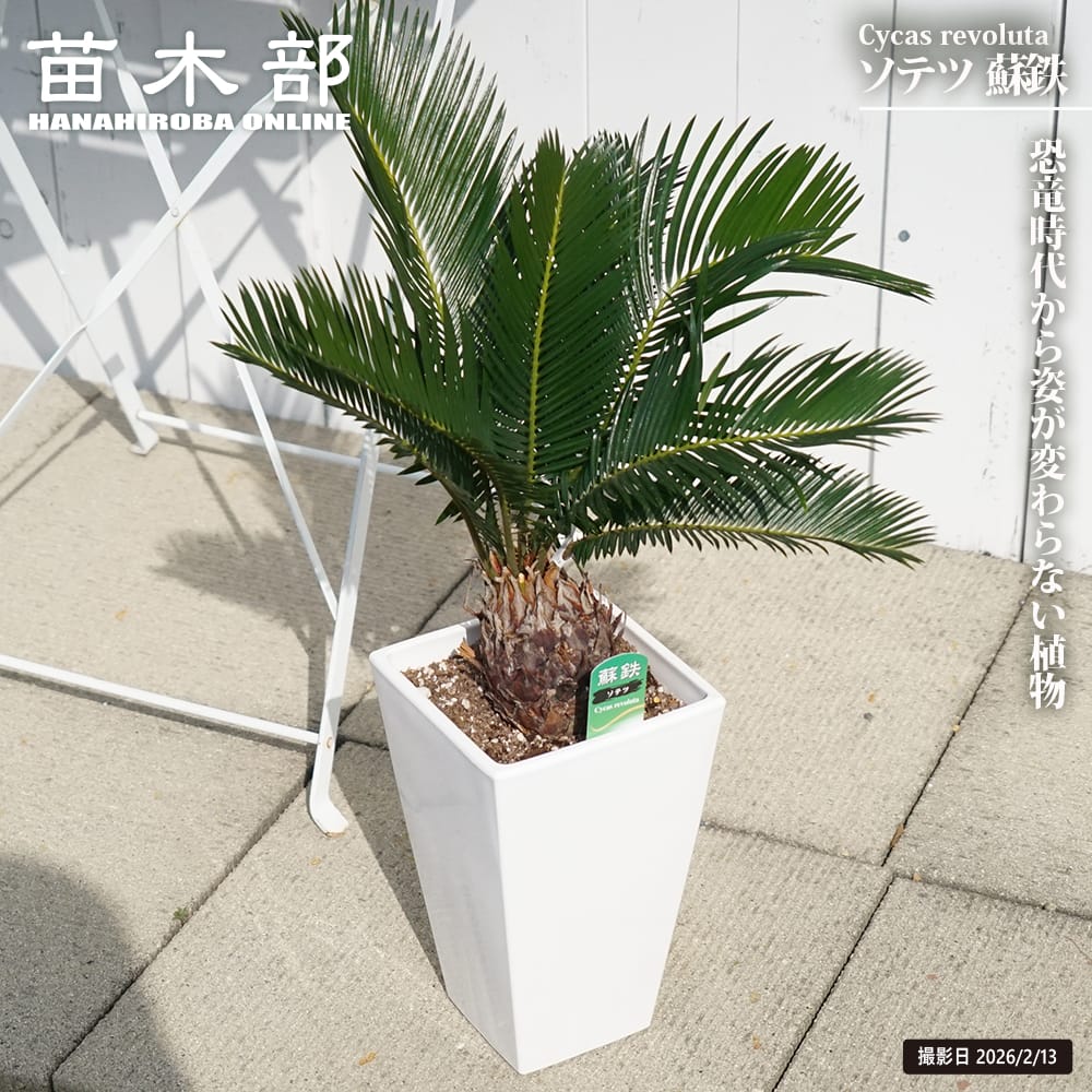 楽天市場】【ソテツ (蘇鉄)】 6号 白陶器鉢 鉢植え : 苗木部 by 花