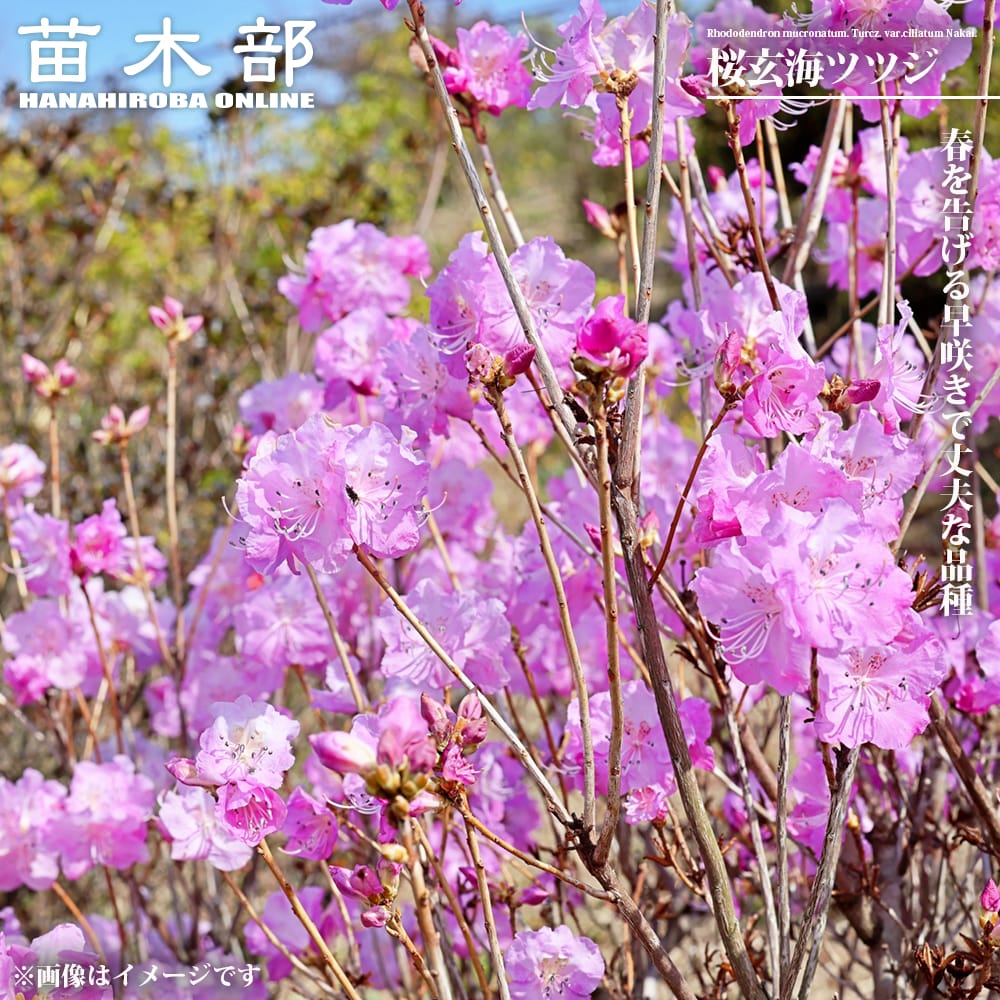 楽天市場】ミツバツツジ 【富士絞り】 60cm 3.5号ポット苗 挿し木