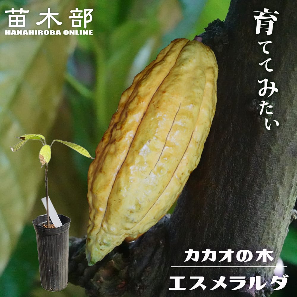 楽天市場】カカオ 【フォラステロ】 実生苗 フラグラーポットセット 