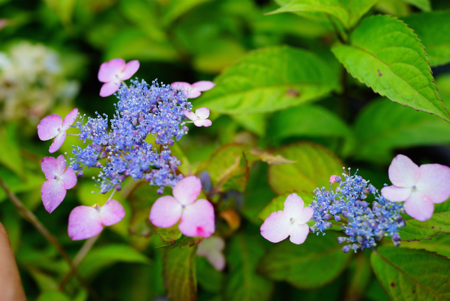 Finalsale対象商品30 Off アジサイ 紫陽花 アマチャ 甘茶 茶庭 植木 庭木 苗木 落葉低木 特別価格 P2pnews Co