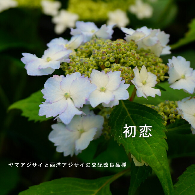 紫陽花 苗　エダム　もうすぐ開花　蕾付特大株 紫陽花 苗 エダム もうすぐ開花 蕾付特大株