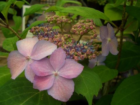 楽天市場 ヤマアジサイ 黒姫 くろひめ 5号ポット苗 苗木部 ｂｙ 花ひろばオンライン