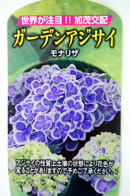 楽天市場 あじさい 苗 モナリザ 紫陽花 5号ポット苗 アジサイ 庭木 落葉樹 低木 ガーデンアジサイ 苗木部 ｂｙ 花ひろばオンライン