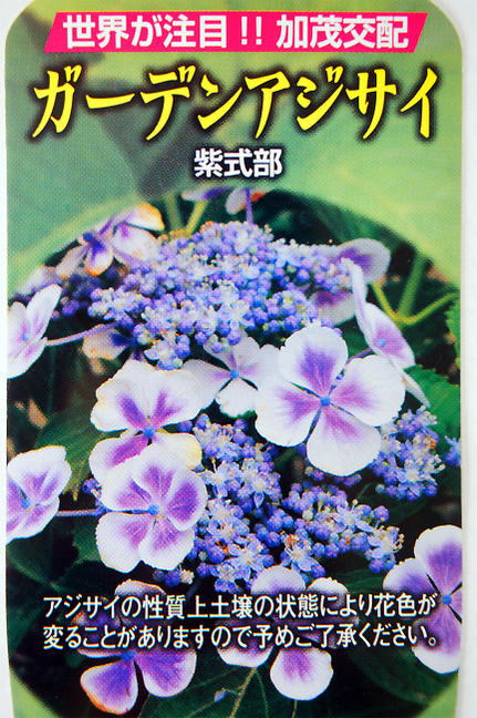 楽天市場 あじさい 苗 紫式部 5紫陽花 5号ポット苗 アジサイ 庭木 落葉樹 低木 ガーデンアジサイ 苗木部 ｂｙ 花ひろばオンライン