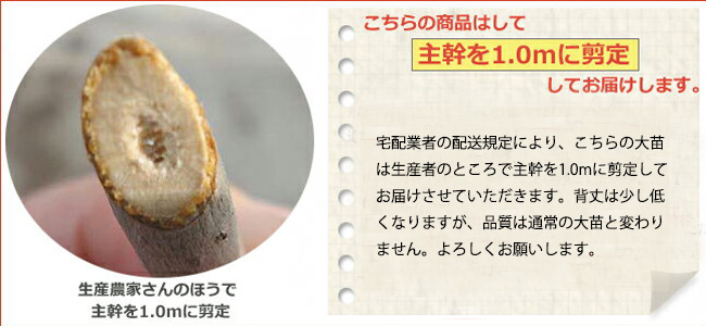 楽天市場 送料無料 リンゴ クッキングアップル Ydブラムリー 3年生大苗 接ぎ木 産地で剪定済 1 0m苗 果樹苗木 果樹苗 苗木部 ｂｙ 花ひろばオンライン