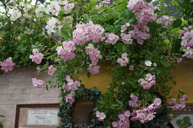 円高還元 つるばら 長尺苗 ガーデニング 苗 ピンク 花ひろばオンライン初心者に超おすすめの修景バラ 予約販売9月頃入荷予定 ｂｙ ピンク 花ひろば バレリーナ 北海道 沖縄 離島不可 バラ苗 四季咲き 苗木部 バラ 修景バラ 西濃運輸お届け バレリーナ